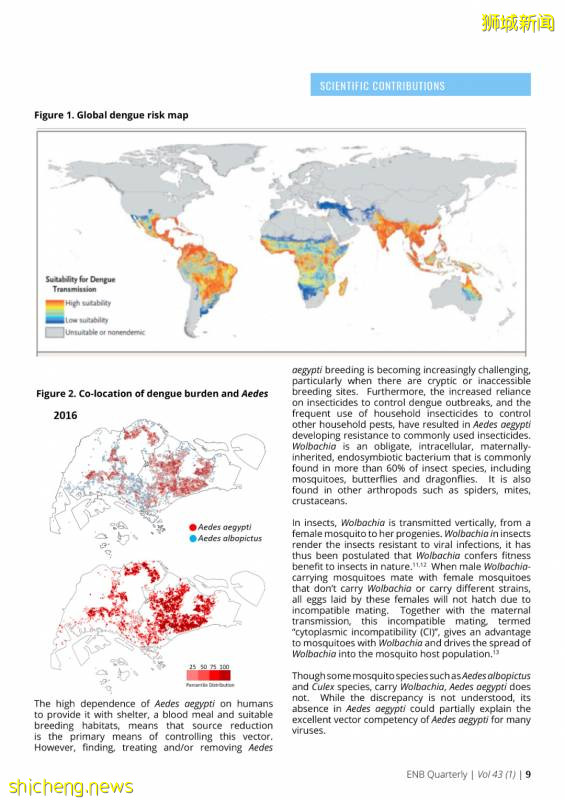 新加坡投放攜帶沃爾巴克菌雄蚊對抗登革熱