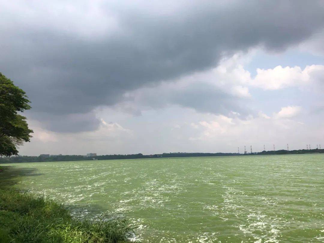 罕見!新加坡聖淘沙這條河變成了粉色,驚現大批死魚!39年創記錄暴雨太作了