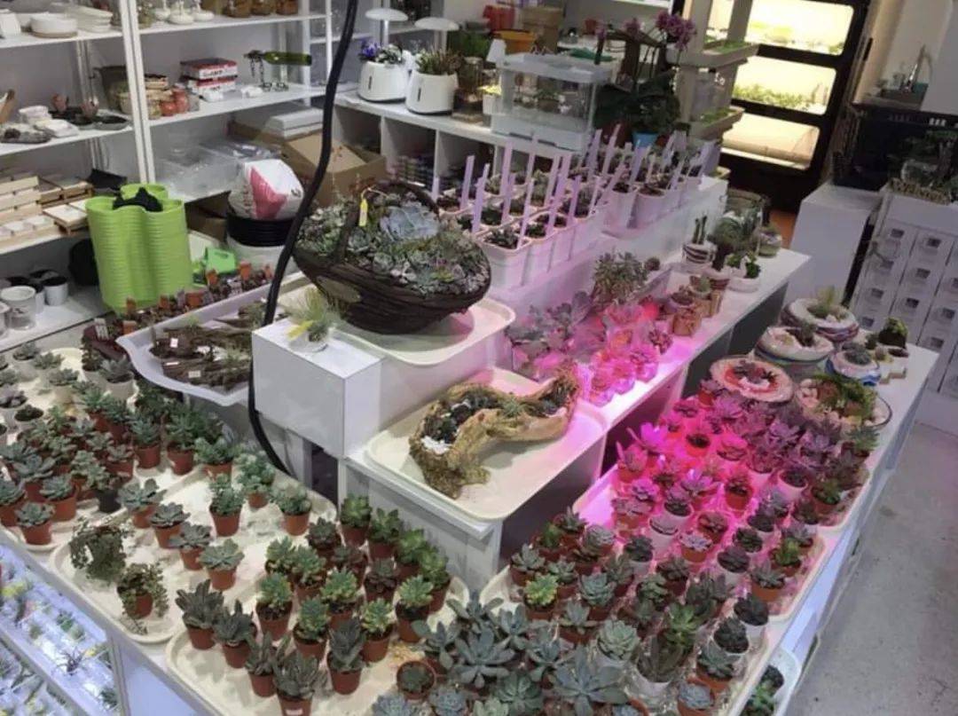 在新加坡哪裏買綠植最合適？走起來