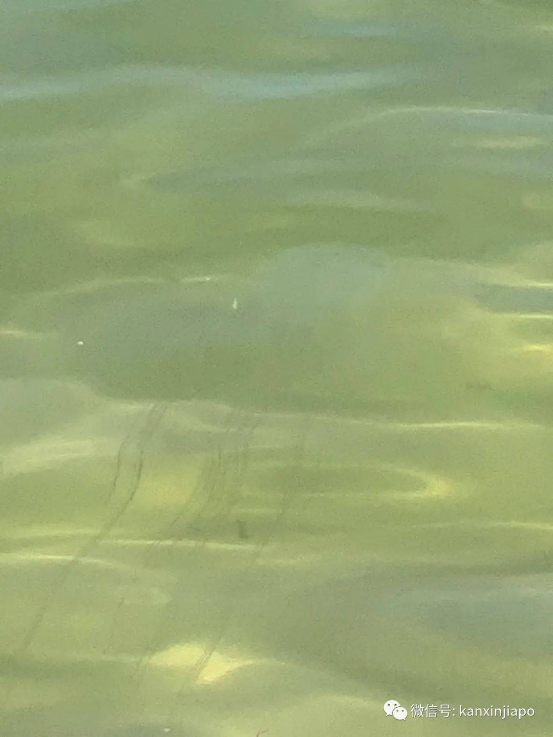 注意!剧毒魔鬼鱼频繁出没圣淘沙,一天蜇伤两人送院治疗