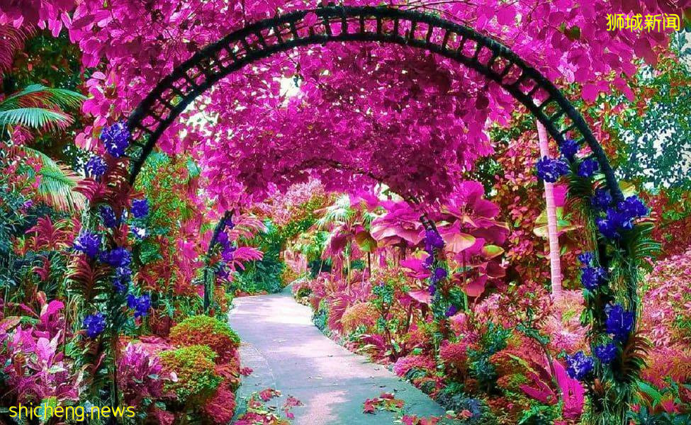 新加坡56周年国庆将至,你知道坡岛国旗差点是蓝色的吗