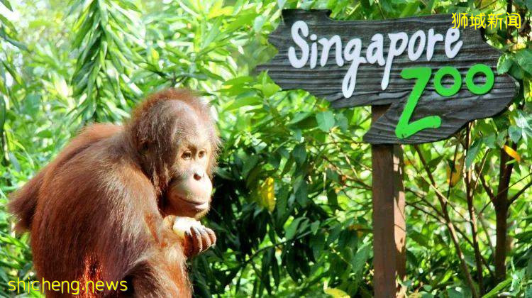 100新币的新加坡旅游消费券延长时间了！用不完的还能捐赠