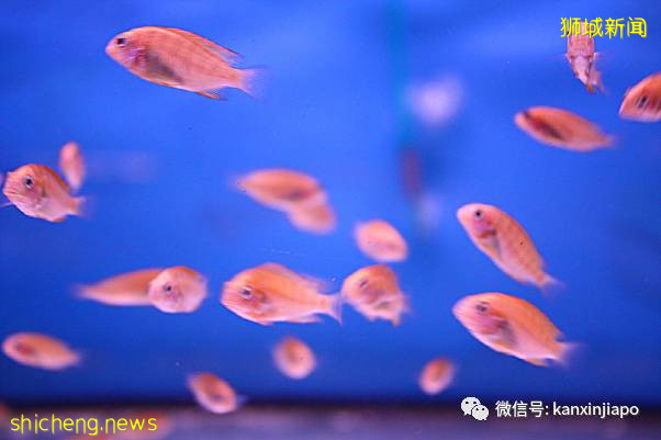 教你如何10元玩转新加坡