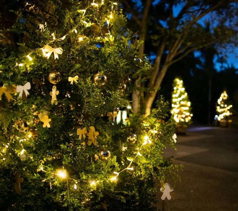 不喜歡人擠人？來新加坡植物園看聖誕燈飾、“世界之樹”吧！入場免費