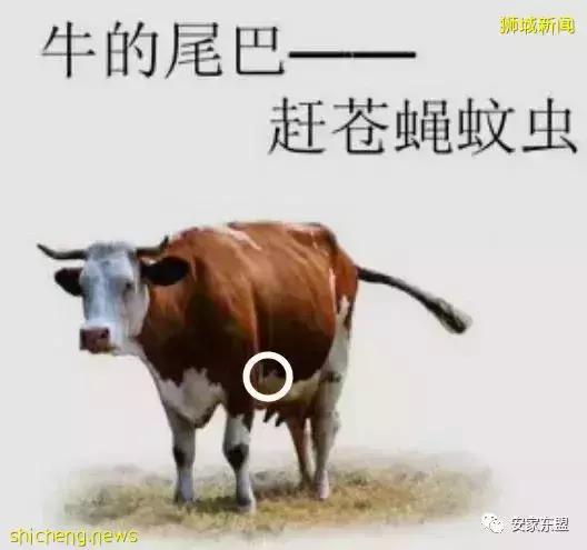 虎年春節新加坡樓盤折扣龍虎榜