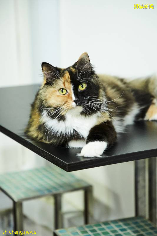 新加坡一家猫旅舍转型成为暖心猫咖!22只可爱小猫等你来RUA