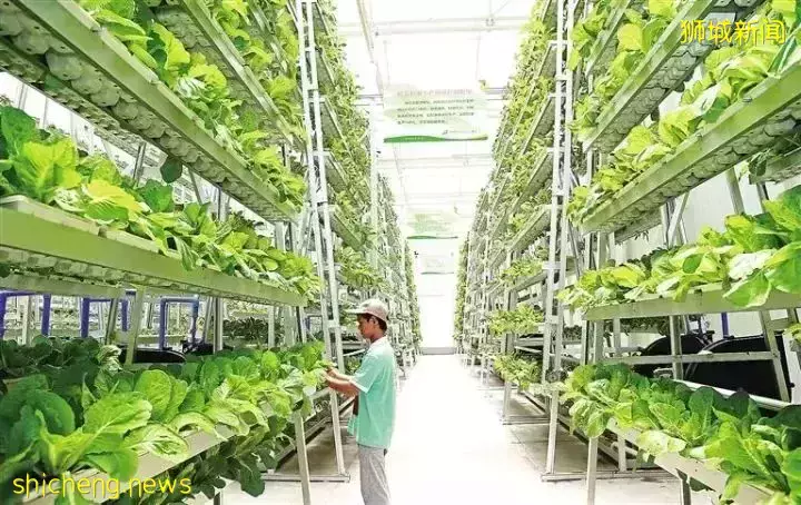 新加坡农业大玩创新:有限资源产出无限可能