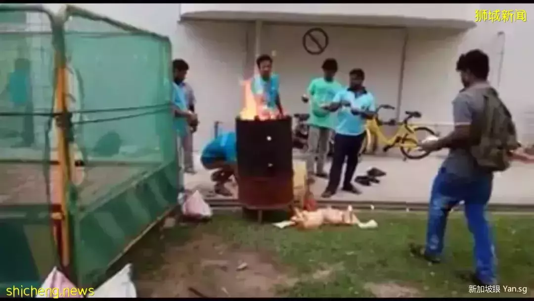 新加坡到底有多奇葩?看到最後我笑噴了哈哈哈哈