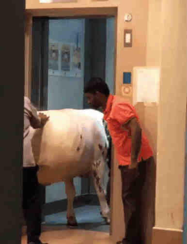 3名男子把牛塞进新加坡组屋电梯！是想干啥？