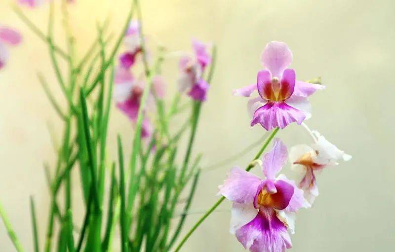 美國CNN地理常識堪憂，竟稱“新加坡不是一個國家”？這麽多世界第一不是白拿的