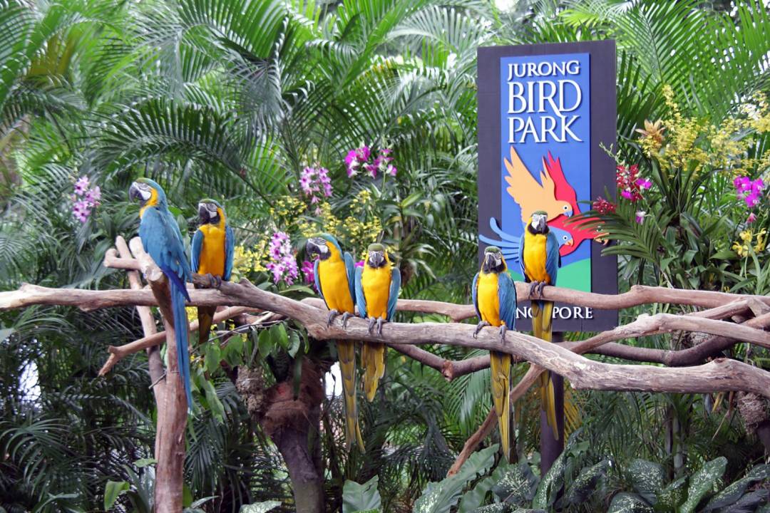 免費送票！帶倆娃嗨翻亞洲最大飛禽園，400多種5000多只鳥，一路驚喜不斷