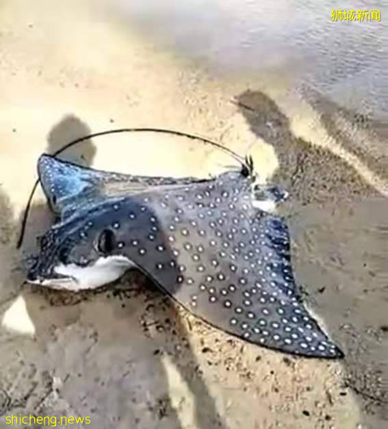 小桂林有一条巨大鲶鱼上钩,可能是某家人放养的宠物