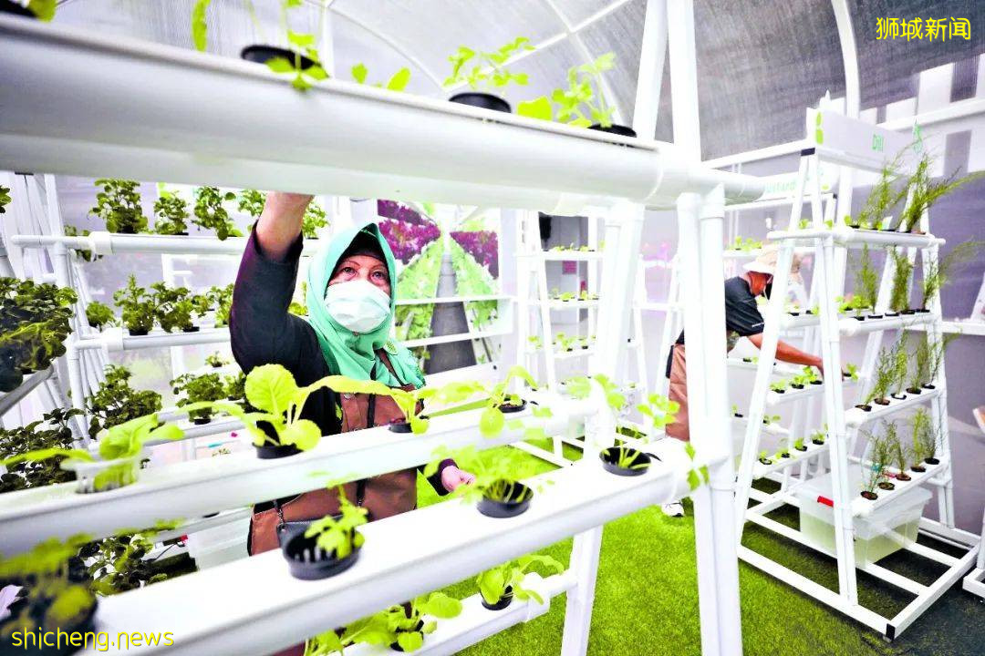 居家種菜 現摘現吃