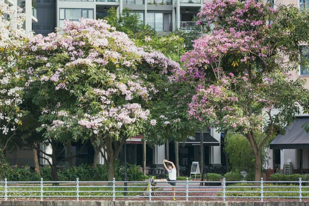 新加坡這些“櫻花公園”火了！$2起限定美食，別讓粉色季節白白溜走啦