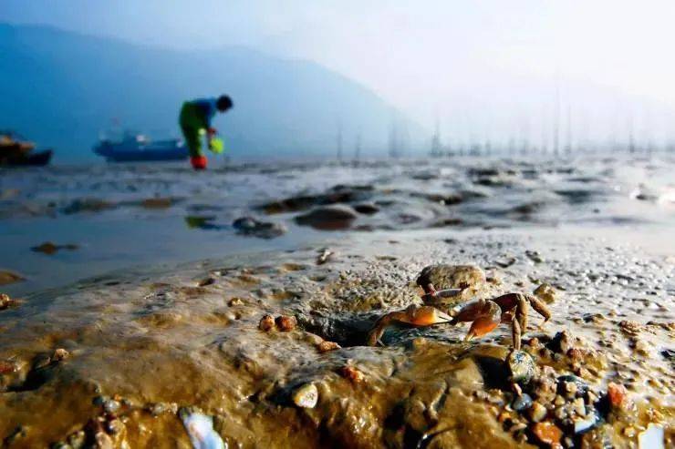 新加坡趕海全攻略!寄居蟹、花蟹、龍蝦、蛤蜊、海星、海參...我挖到寶藏啦