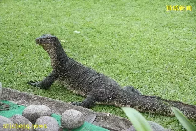 发达的新加坡，竟然随处可见小动物！新加坡冷知识（精选集）