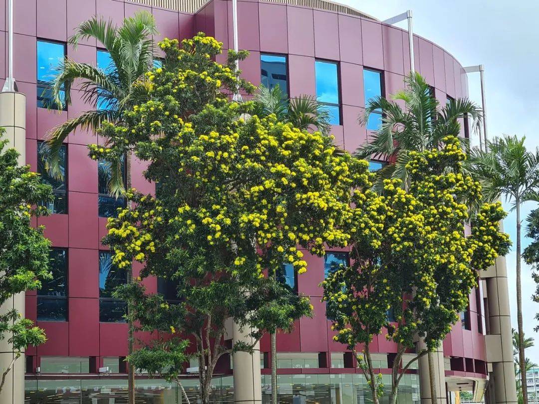 快看!新加坡到处都开花了,一大波美图刷屏