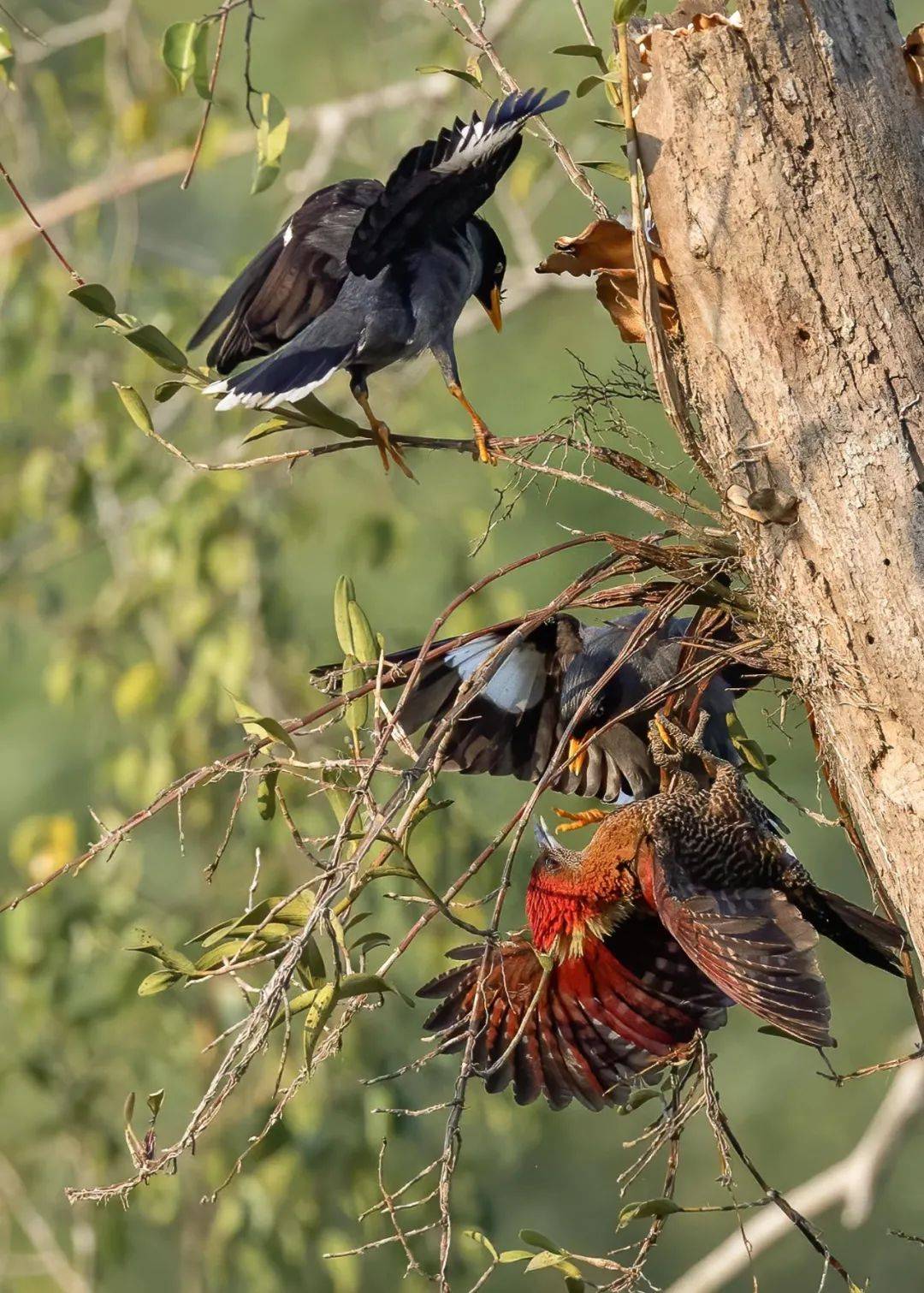 实拍新加坡八哥大战啄木鸟!过程太刺激