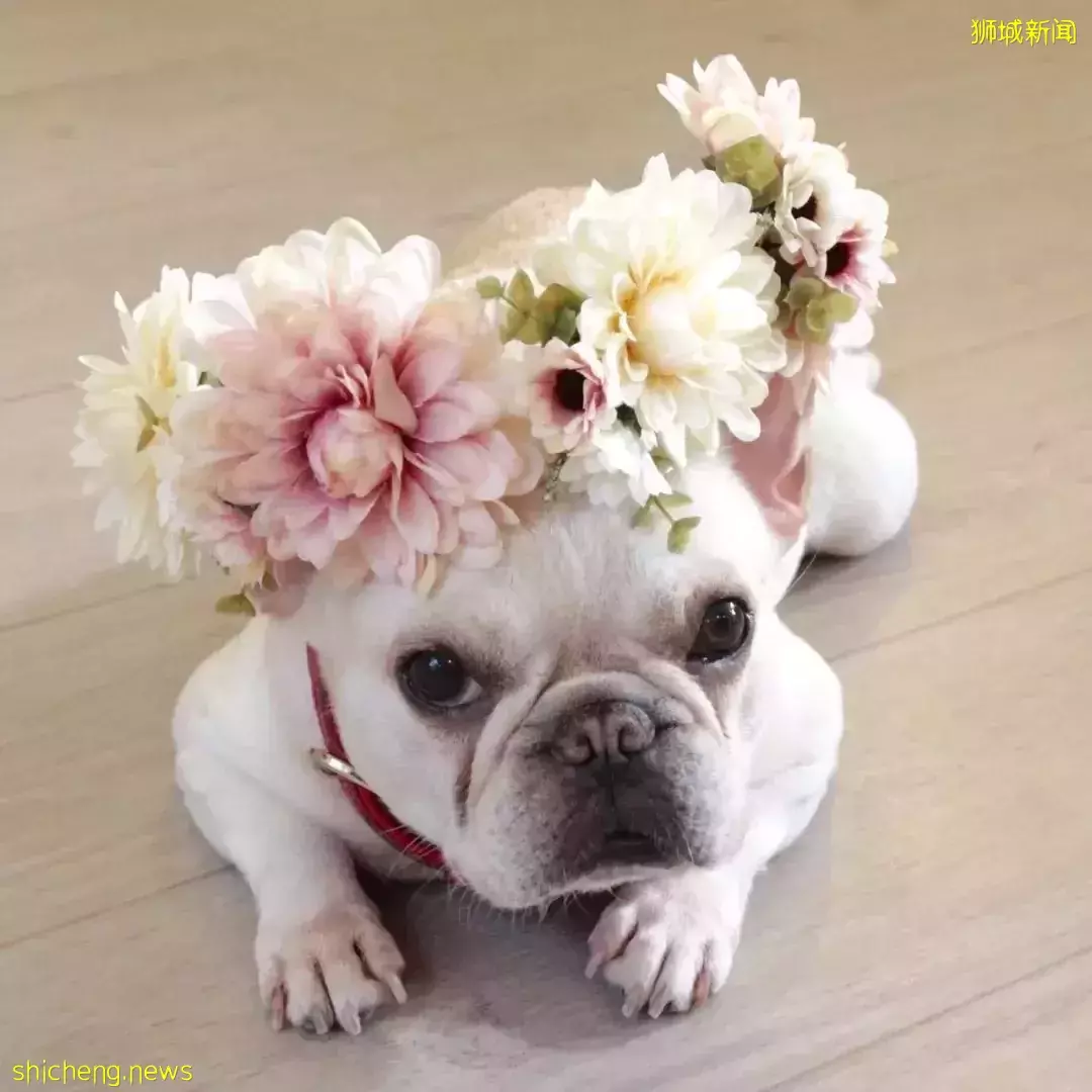 吸猫撸狗不是梦，5家新加坡宠物咖萌到犯规