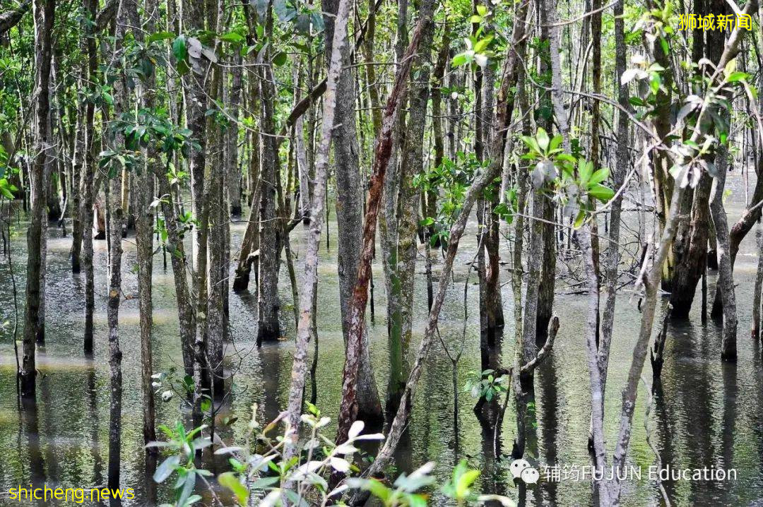 跟着小筠去游“新马”——新加坡吃喝玩乐(中篇)