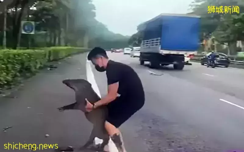 野猪倒卧高速公路中央 好心男扛猪入草丛