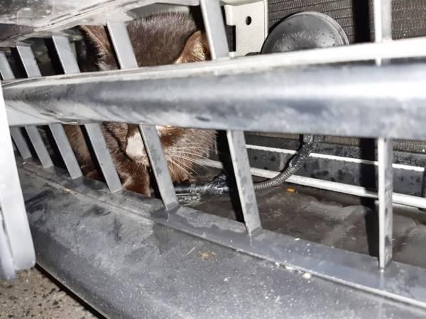 猫咪受困轿车中网 路过拖车司机拆零件搭救