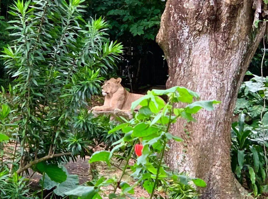 行走獅城——新加坡動物園