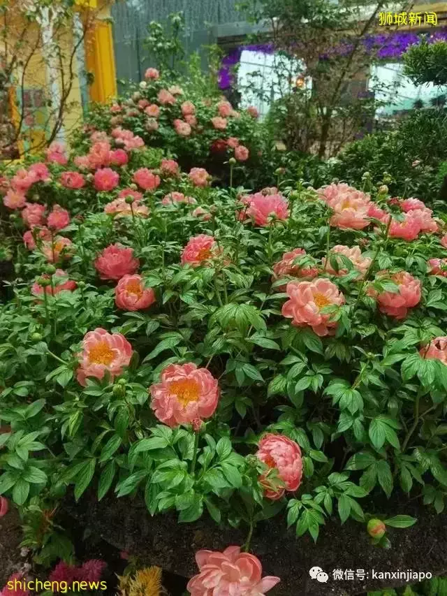 探访新加坡最美花园,只可惜这里的牡丹似乎缺少了点野性