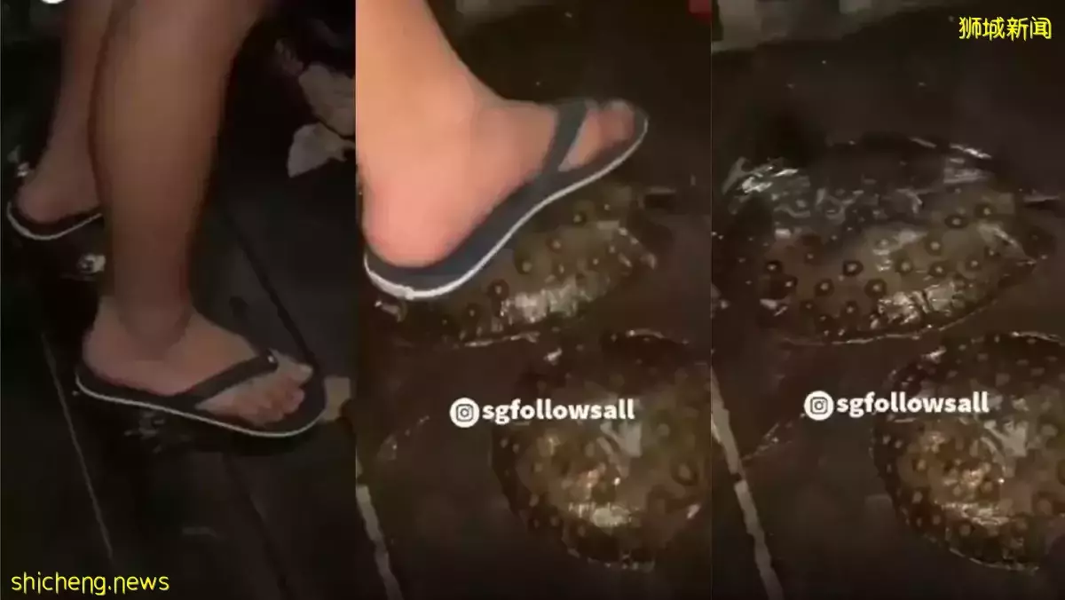 男孩双脚踩魔鬼鱼被拍 残忍行为惹怒网民