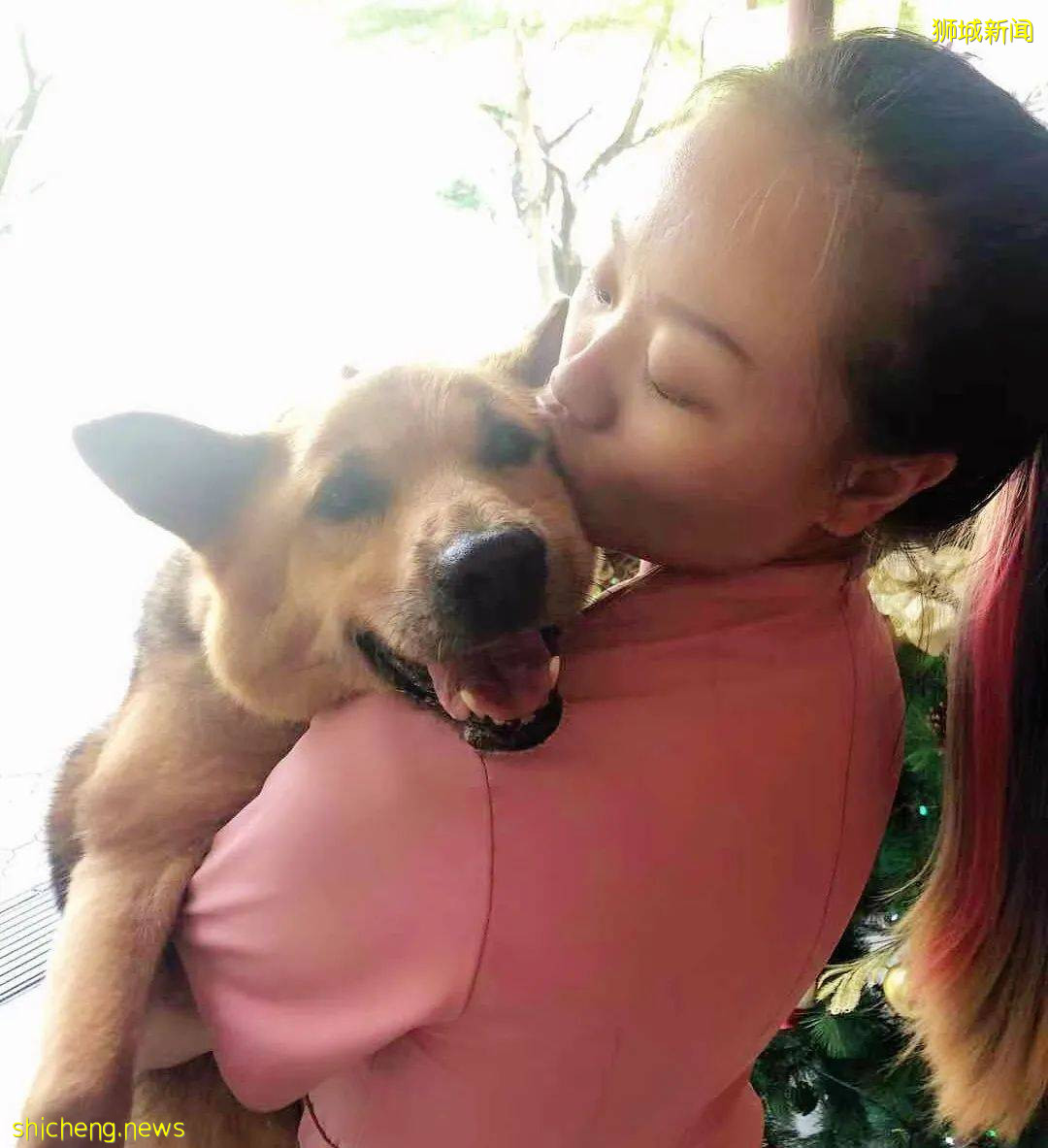 “我最亲爱的四喜走了,带走了我在新加坡16年的青春和回忆...”