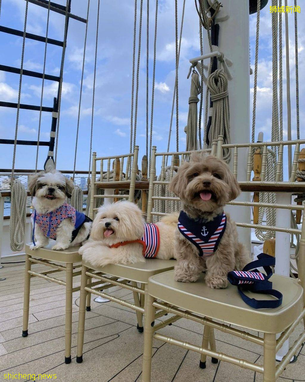 带上宠物去郊游！全亚洲首个“狗狗巡游”就在Royal Albatross⛵️萌宠陪你看日落吃大餐🥰 