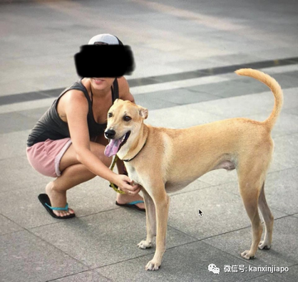 主人怕两岁小狗咬伤小孩，竟把它人道毁灭......