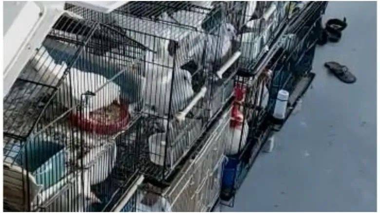 快過年了，竟有人在新加坡組屋走廊開“養雞場”，30只好熱鬧