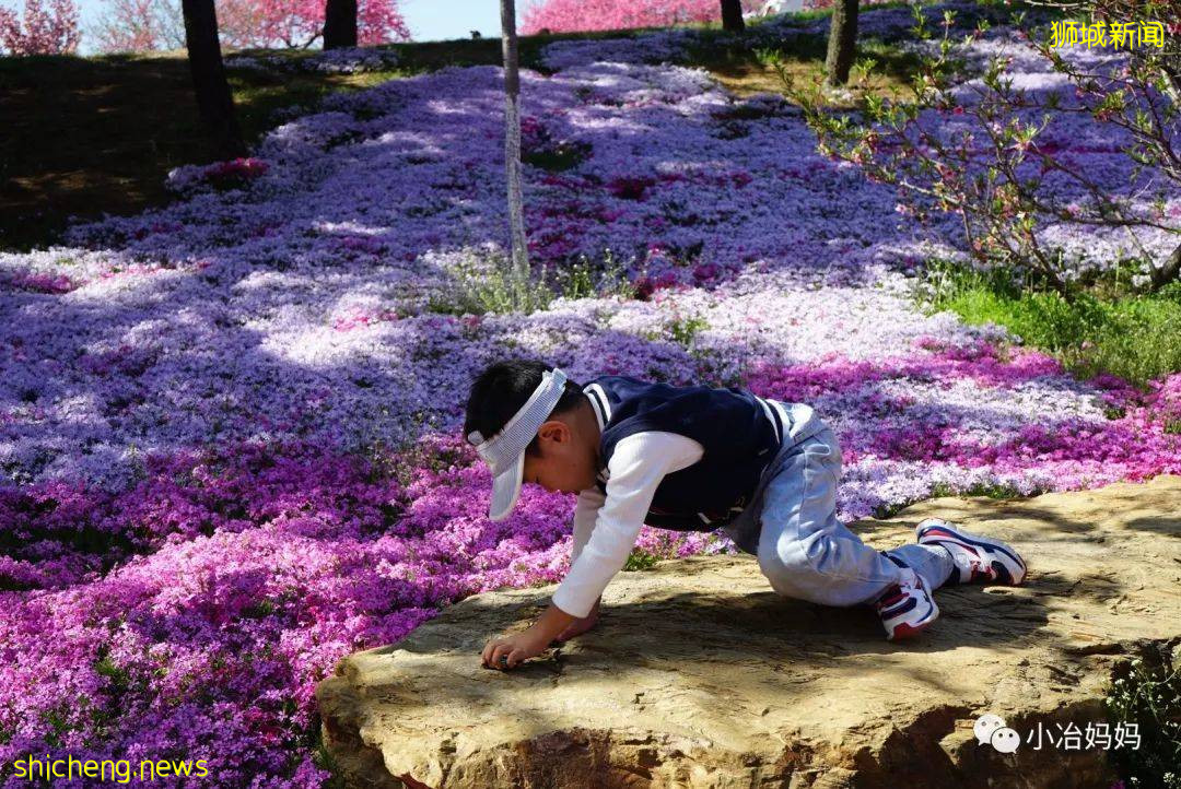 結束11年新加坡的生活!我懷孕帶著5歲的娃回了中國又移民澳洲!這瘋狂又神奇的旅程