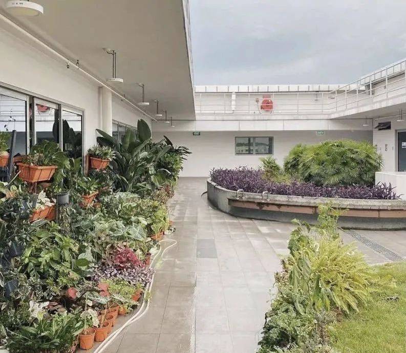 在新加坡哪里买绿植最合适？走起来