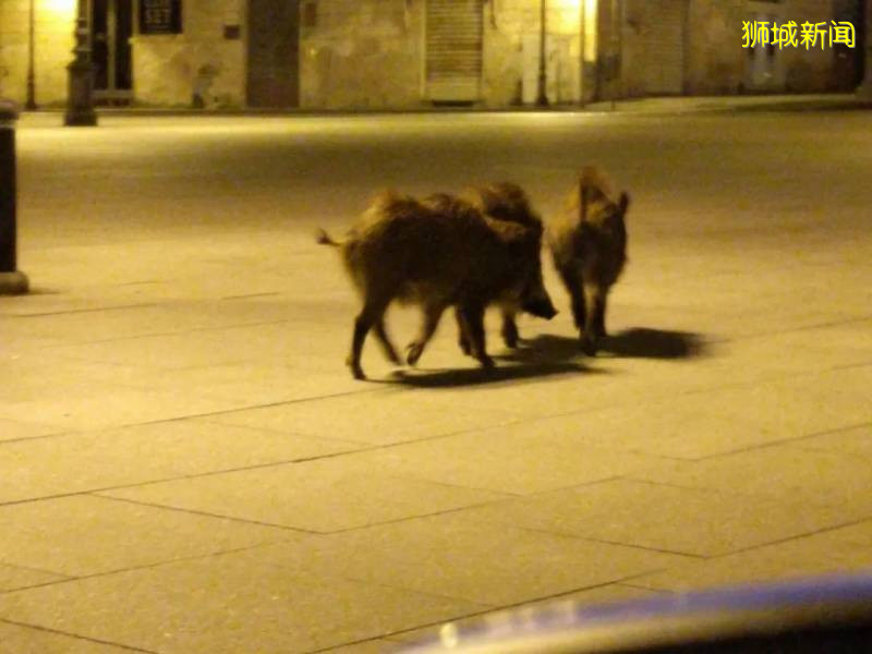 我要报警!新加坡的野猴冲进超市抢面包,惊呆路人