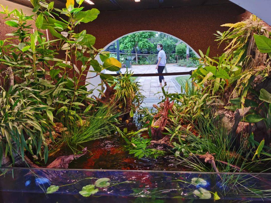 新加坡植物園爆火新景點,不知道怎麽去?手把手教你遊玩攻略