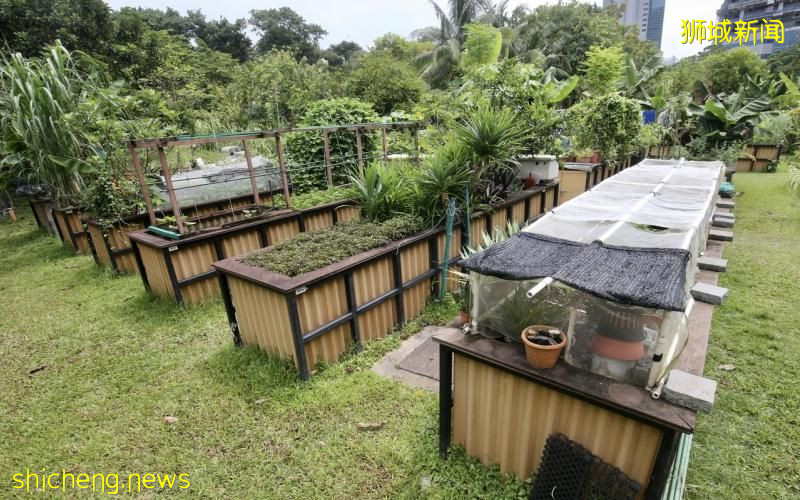 八公园新添360花床 让公众租用种蔬果植物