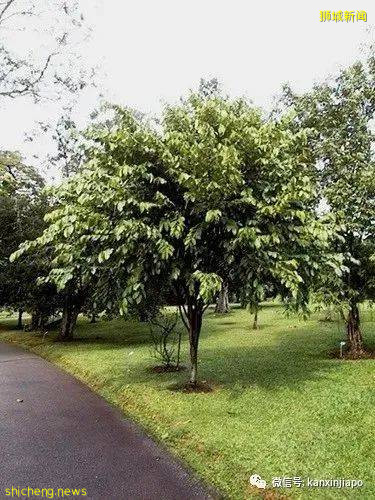 最全名字來曆大起底!新加坡綠線36個地鐵站,你知多少