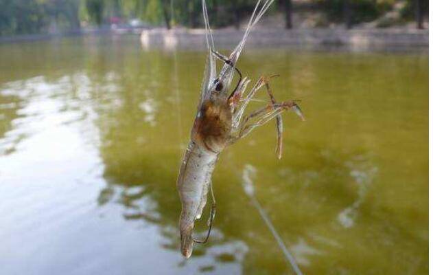 新加坡單親爸爸被炒鱿魚,“拿什麽同情你,別拿弱者當借口”