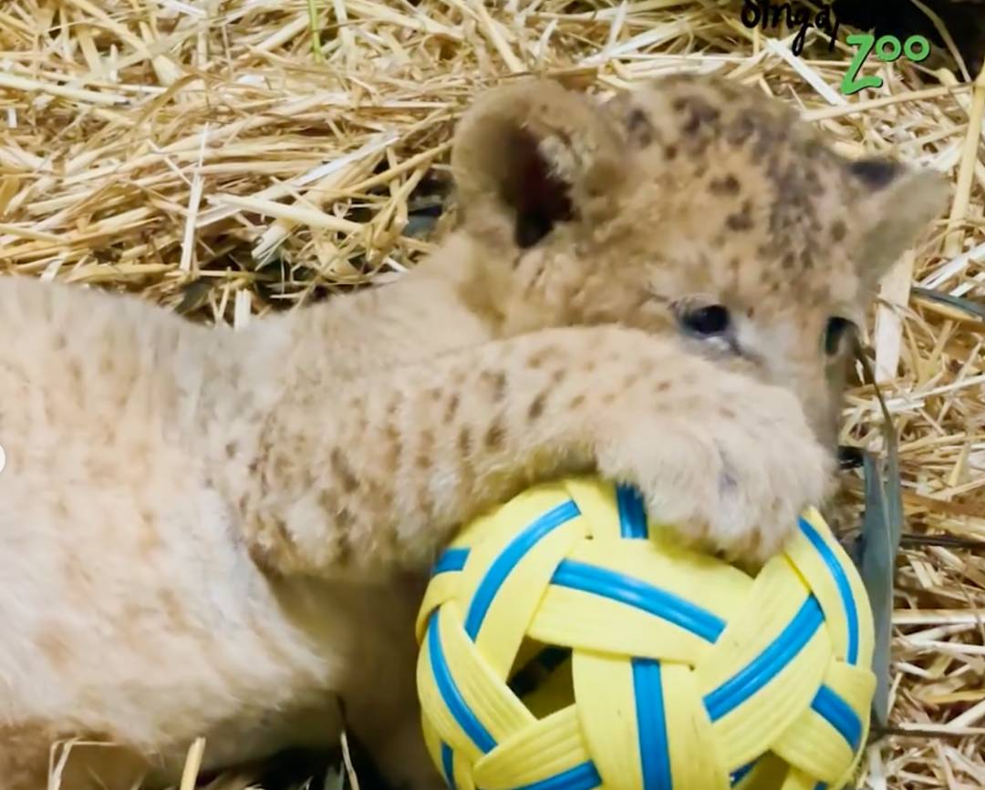 激萌！“獅子王”出生在新加坡動物園！網友：好想擁有一只