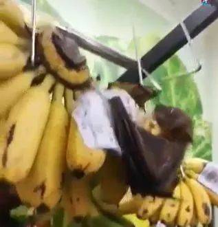 “救命！我在新加坡厨房里挂了一串香蕉，引来一群蝙蝠！”