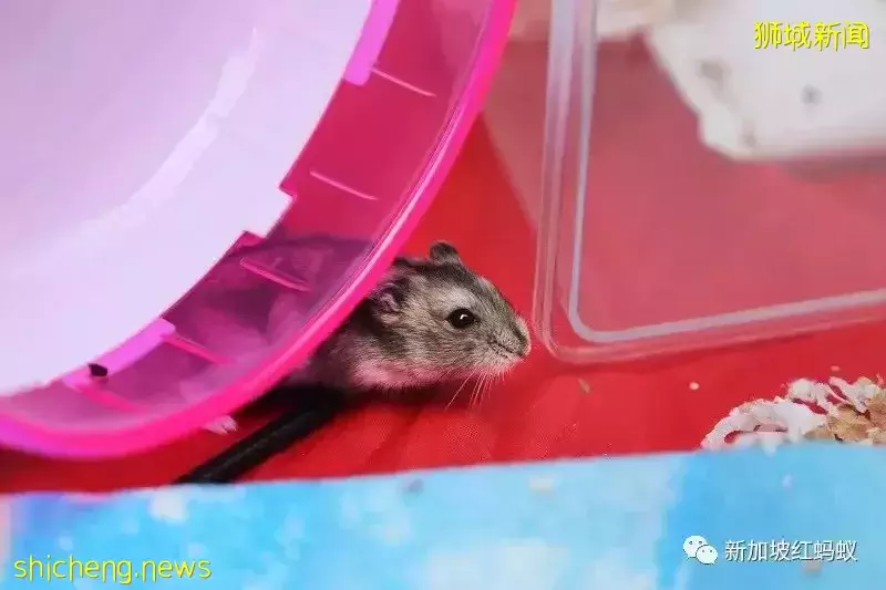 疫情好轉不再寂寞就遺棄喵星人汪星人？　多國出現棄養寵物現象