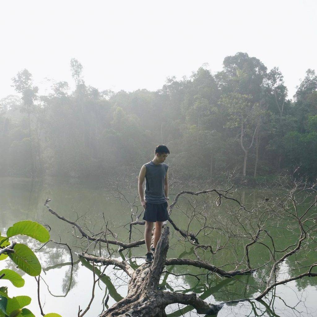 新加坡最美网红树打卡合集🌴壮观古树、根深叶茂,感受大自然的魅力📷