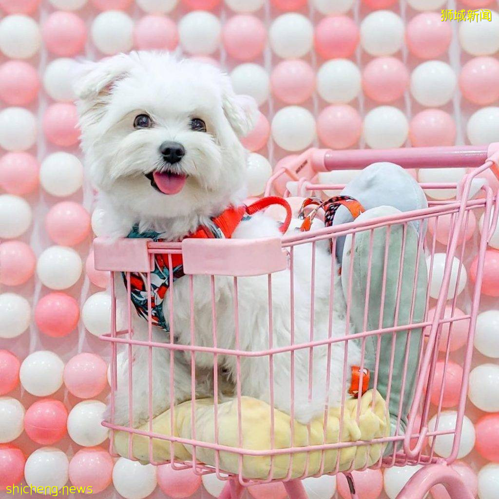 Wooftopia俏皮可爱宠物咖啡厅🐶 呆萌哈士奇坐镇!纯撸狗或带上自家狗狗都可以👌