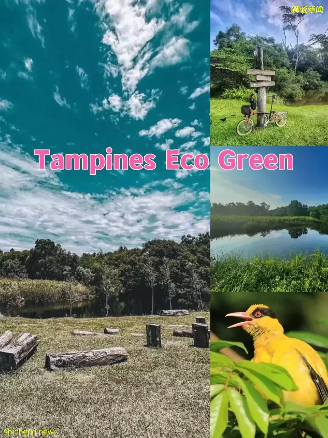 远足、观鸟、露营,还有大鳄鱼!新加坡的5大湿地公园一定要去