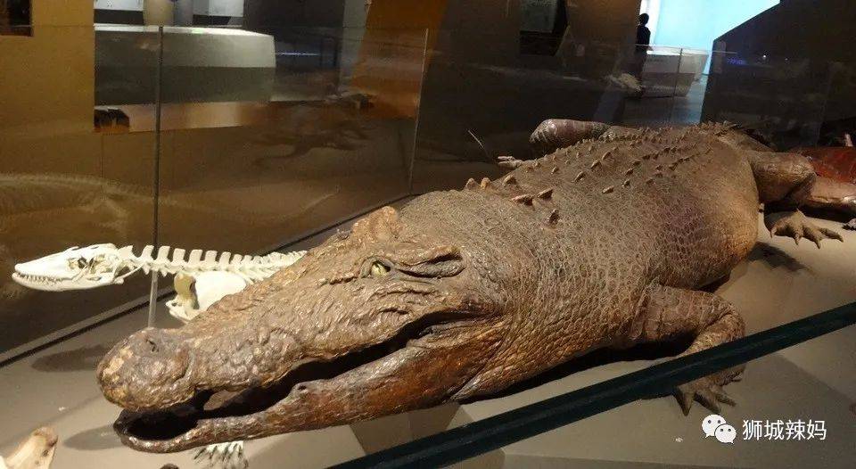 恐龍化石、抹香鯨骨架、初代巨星阿明……100W+動植物標本竟然藏在新加坡這個地方