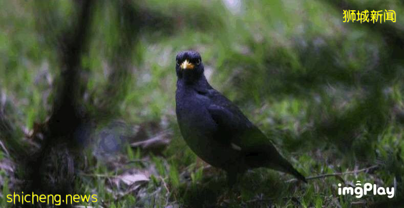 新加坡驚現人臉貓頭鷹！這些恐怖小動物，你碰到過嗎