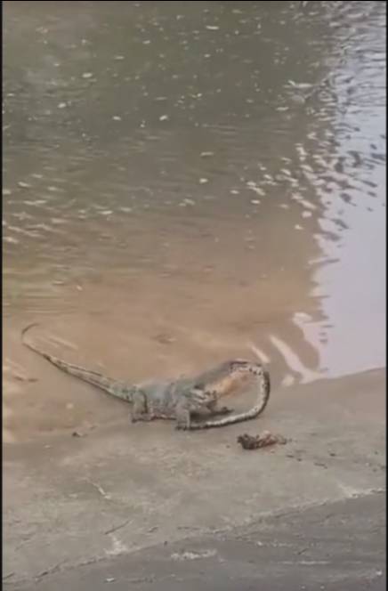 新加坡巨蜥吞噬巨蟒，居然吃到吐、还打嗝？上辈子肯定是饿死鬼