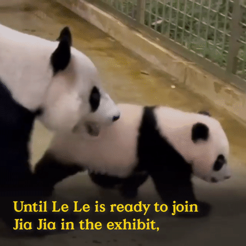 为看一眼新加坡出生的小熊猫,他们排队几小时